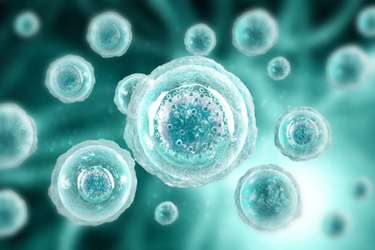 Human Cell-GettyImages-1533148452 Human Cell-GettyImages-1533148452